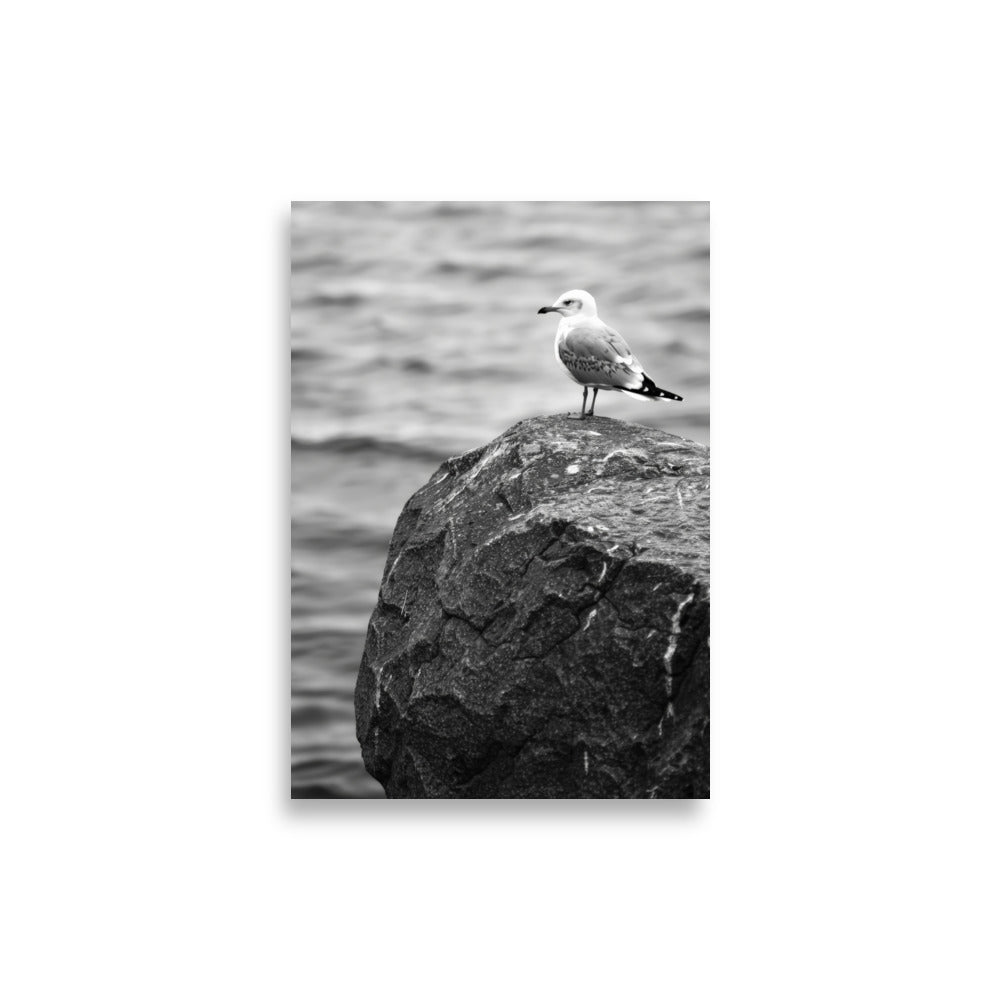 Seagull