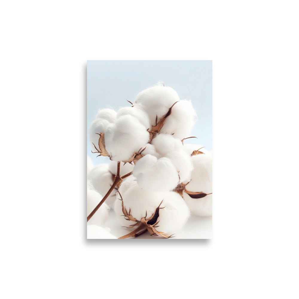 Cotton flowers