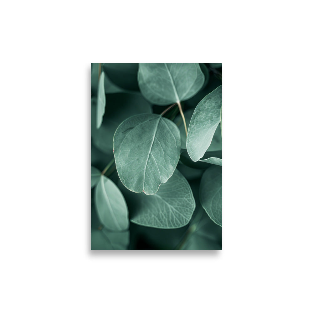 Eucalyptus Leafs