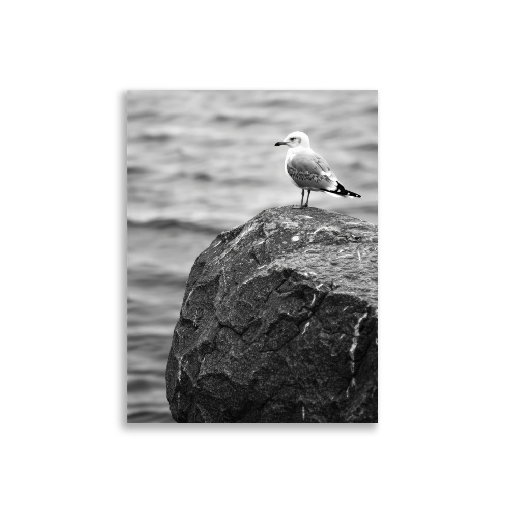 Seagull