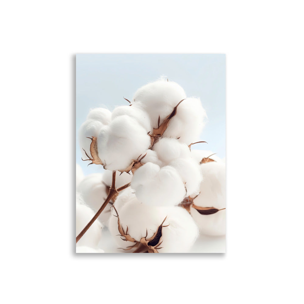 Cotton flowers