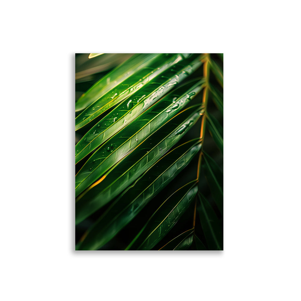 Palm Focus