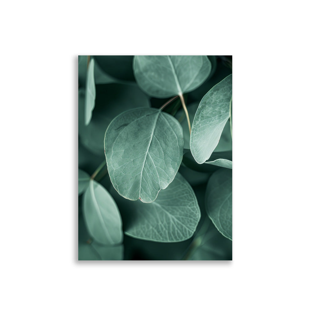 Eucalyptus Leafs