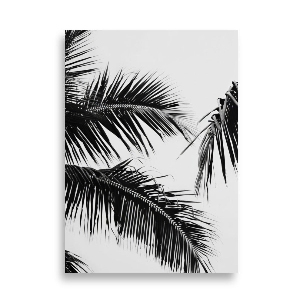 Black Palm Leaf