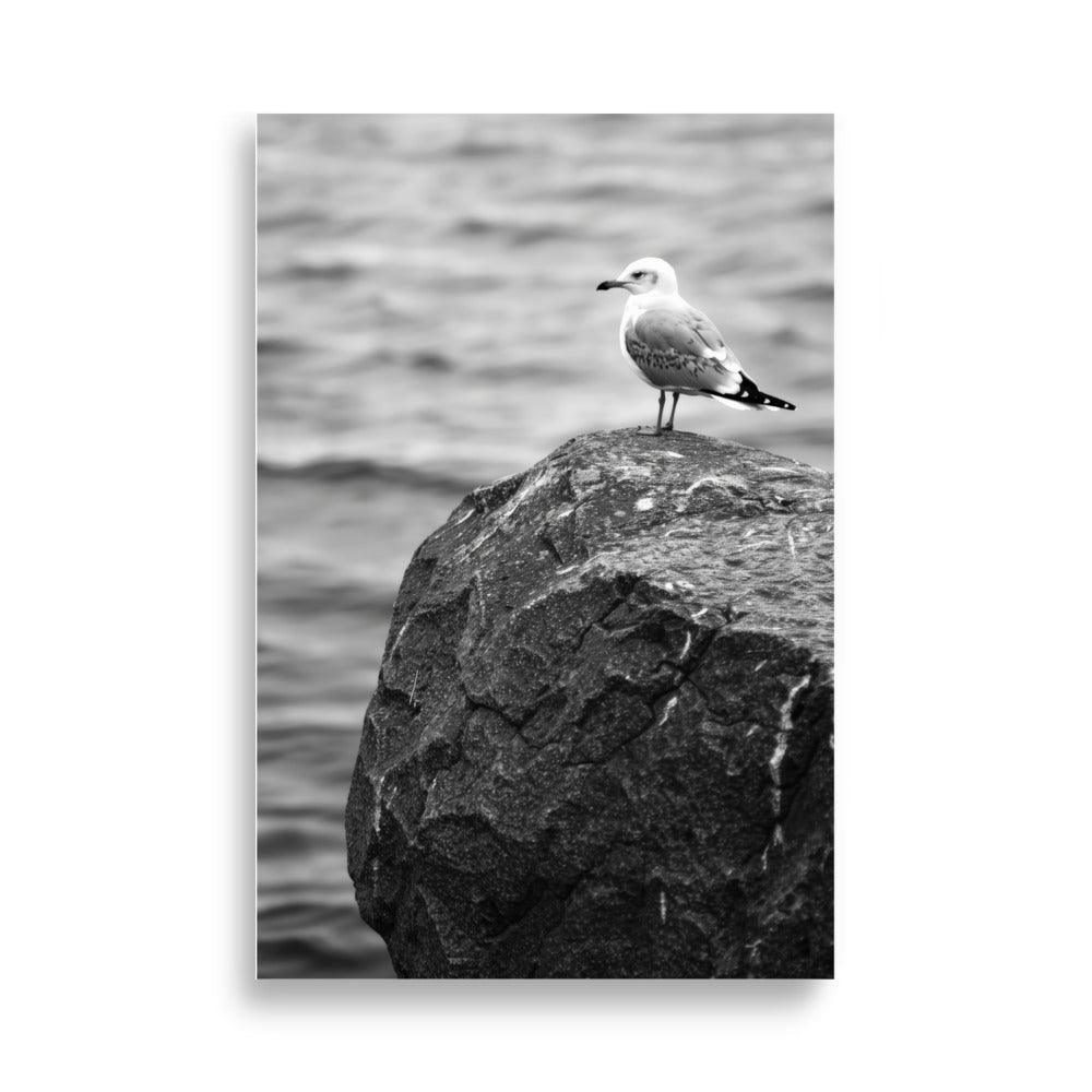 Seagull