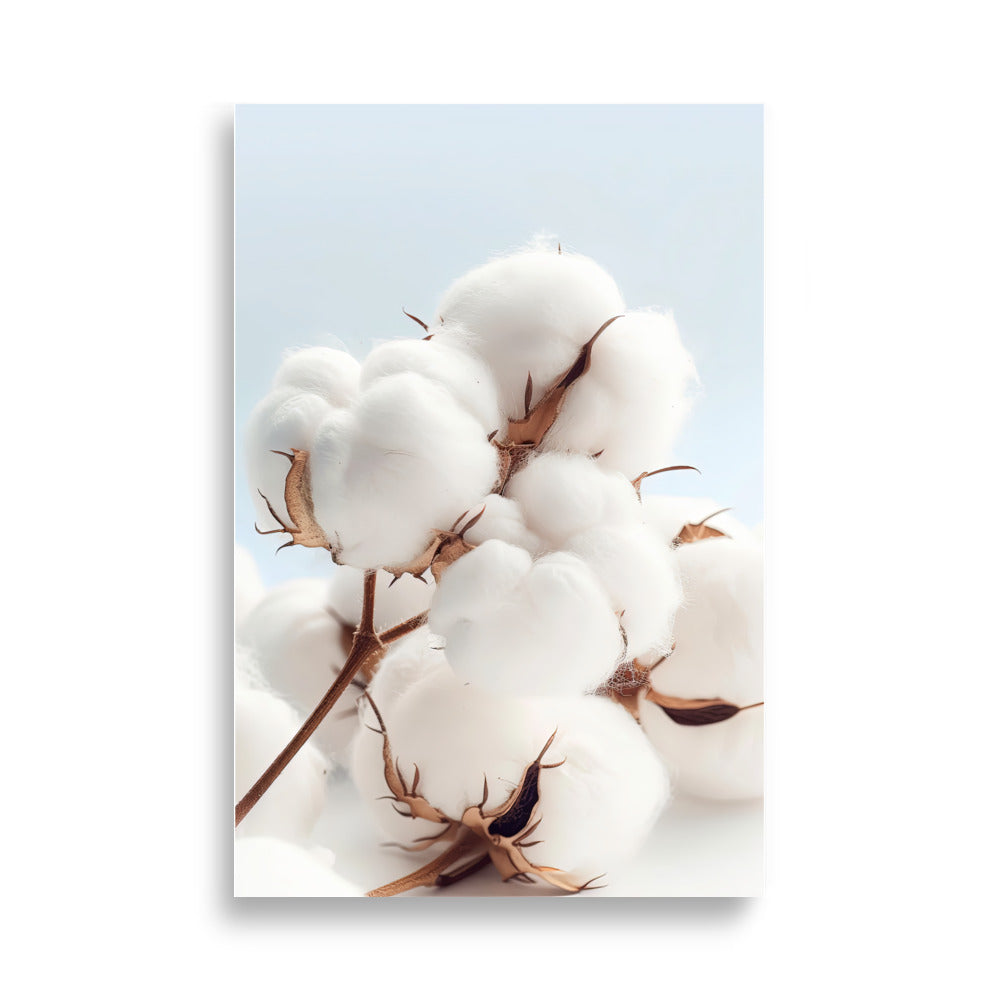 Cotton flowers