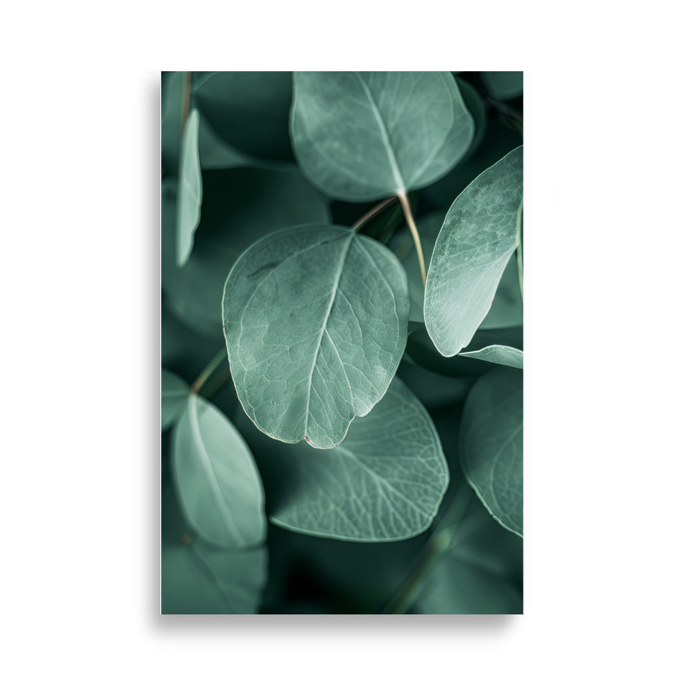 Eucalyptus Leafs