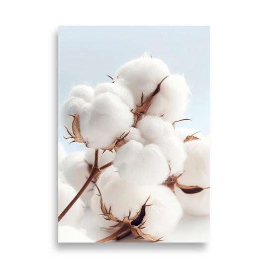 Cotton flowers